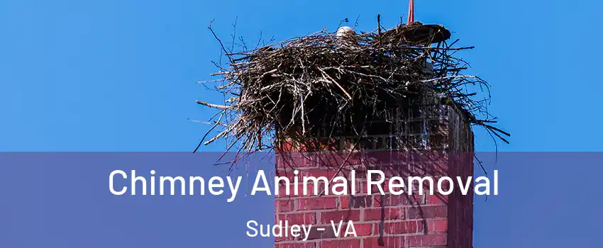 Chimney Animal Removal Sudley - VA