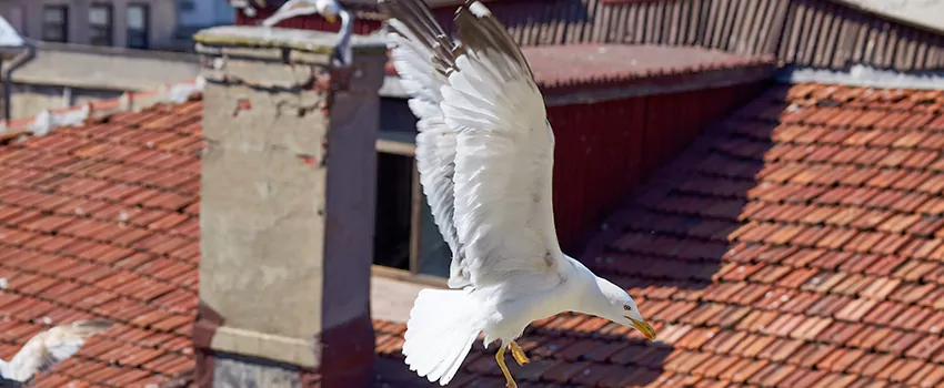 Residential Chimney Animal Removal Solution in Sudley, VA